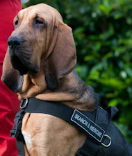 Neues Allwetter-Hundegeschirr aus Nylon K9, Bloodhound