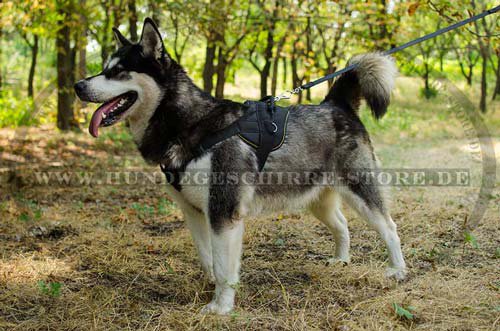 Sporthundegeschirr für malamute kaufen