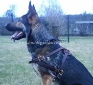 Hundegeschirr Leder für Deutschen Schäferhund: Suchen und Zug Hundegeschirr Leder für Deutschen Schäferhund: Suchen und Zug