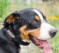 nylon collar swiss mountain dog