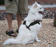 Hunde
Geschirr Leder American Eskimo kaufen