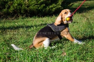 Hundespielzeug Ball für Beagle, robust und effektiv Hundespielzeug Ball für Beagle, robust und effektiv