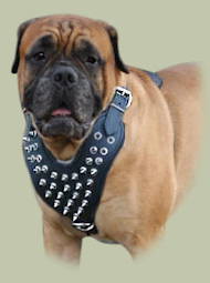 Bullmastiff Exklusiven Hundegeschirr mit Spikes