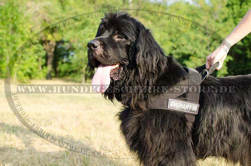 1 Haltbares Hundegeschirr Nylon Neufundland H17