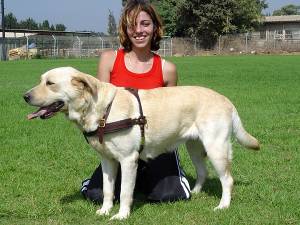 Labrador tracking Hundegeschirr