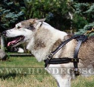 Zuggeschirr Hund | Leichtgewichtes Ledergeschirr 2015