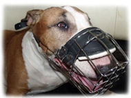 /images/wire-basket-dog-muzzle-for-bullterrier.jpg