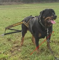 canicross
geschirr rottweiler kaufen