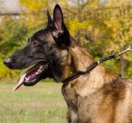 Choke collar of leather for Belgian Shepherd Dog Shop